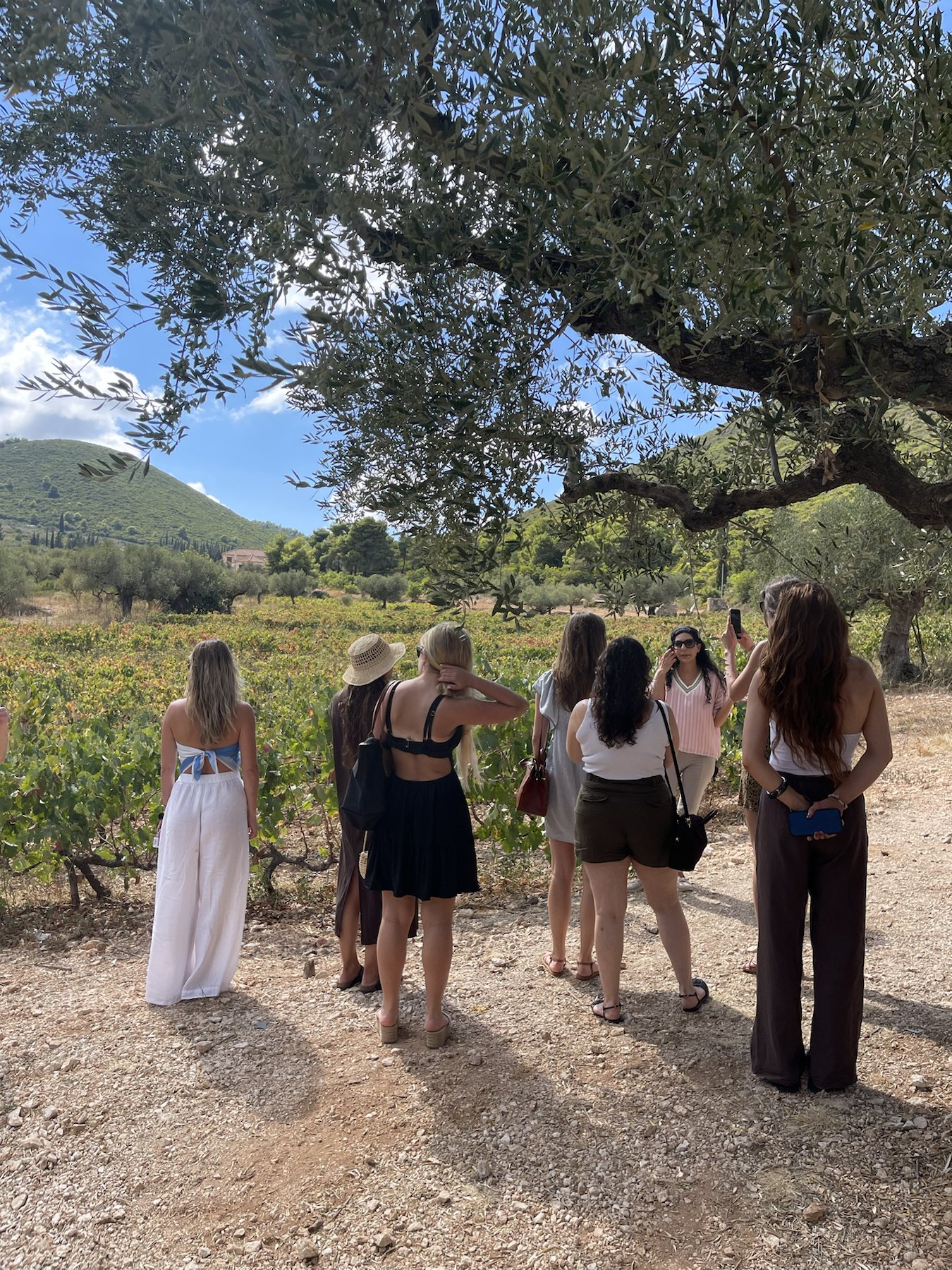 Women visiting a vineyard under the olive trees